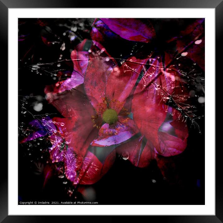 Cosmic Colored Anemone Flower Composite Framed Mounted Print by Imladris 