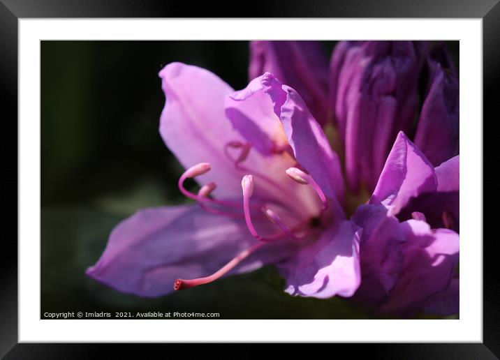 Pink Rhododendron Flowers in Close up Framed Mounted Print by Imladris 