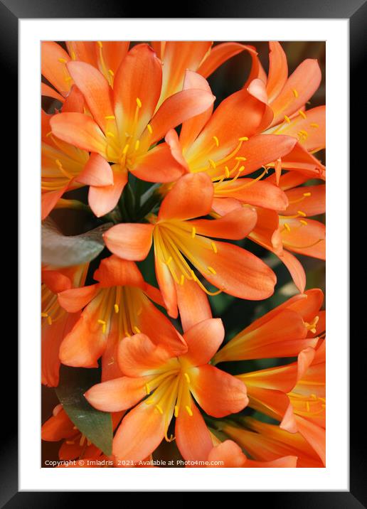 Bright Orange Natal Lily Flowers Framed Mounted Print by Imladris 