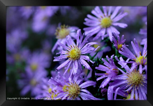 Lovely Soft Purple Aster Flowers Framed Print by Imladris 