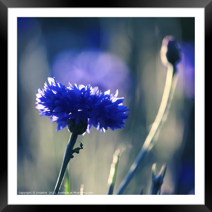 Beautiful backlit blue cornflower bloom Framed Mounted Print by Imladris 