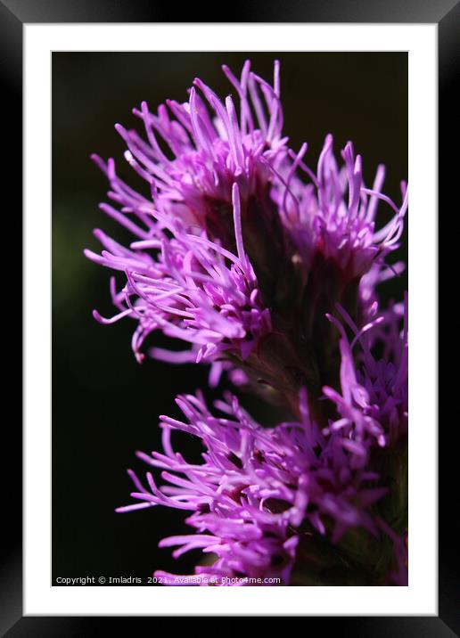Bright Purple Liatris Flower Abstract Framed Mounted Print by Imladris 