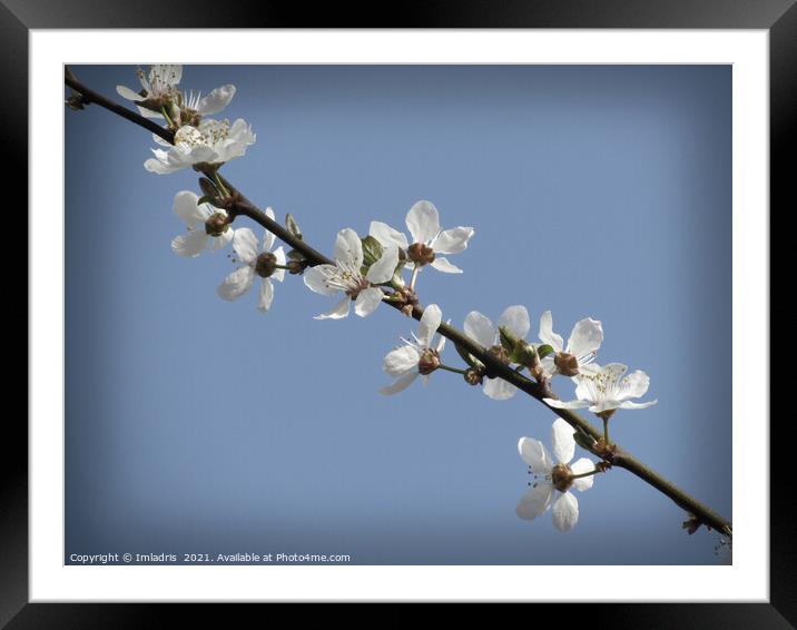 Pure White Plum Blossom in Spring Framed Mounted Print by Imladris 