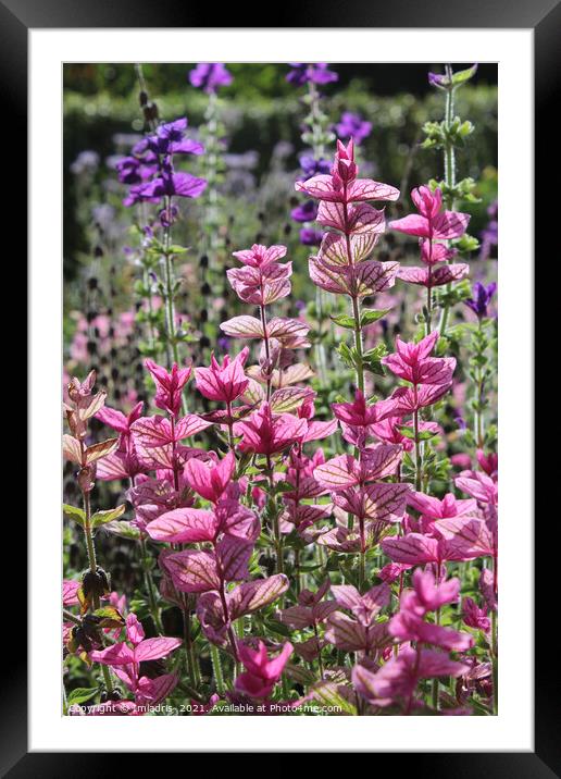 Bright Pink Clary Sage Bracts Framed Mounted Print by Imladris 