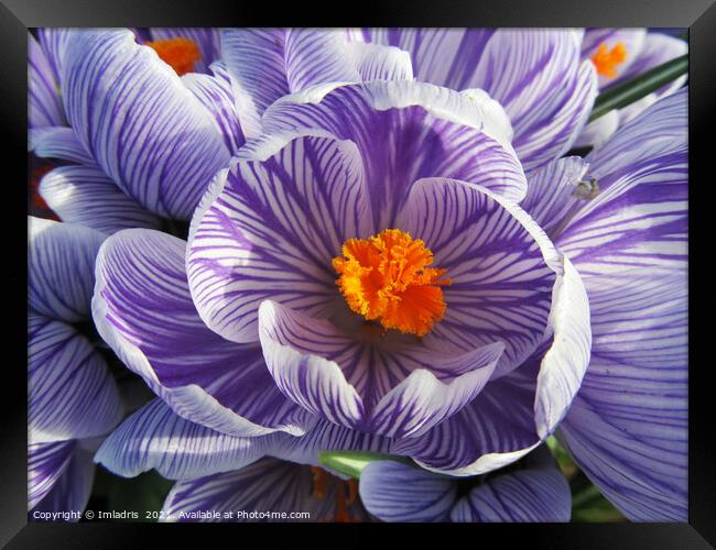 Purple and White Striped Crocus Close up Framed Print by Imladris 