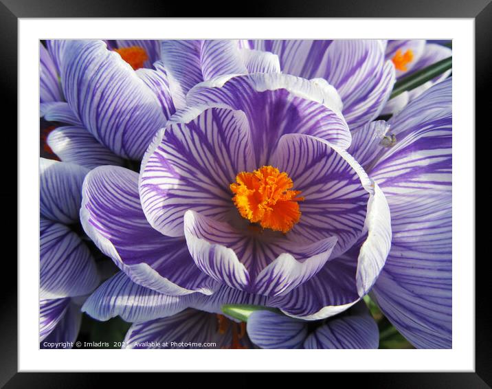 Purple and White Striped Crocus Close up Framed Mounted Print by Imladris 