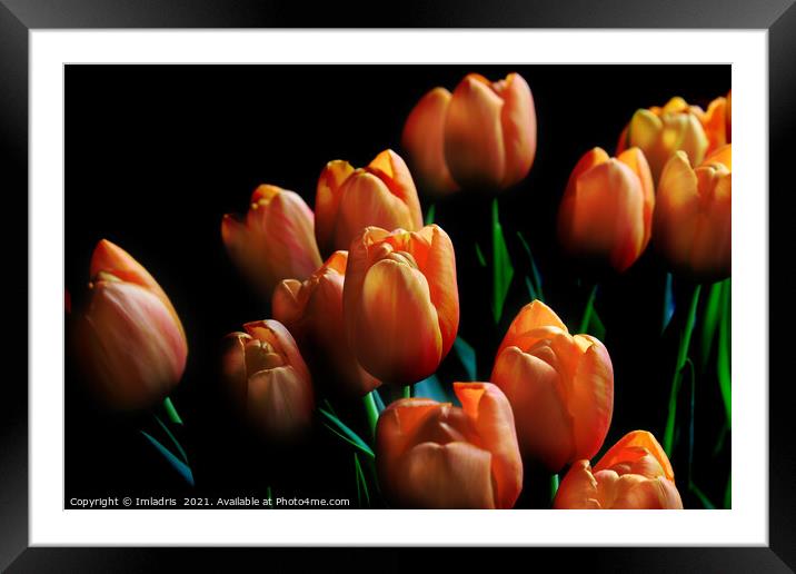 Beautiful Orange Tulips Dark Background Framed Mounted Print by Imladris 