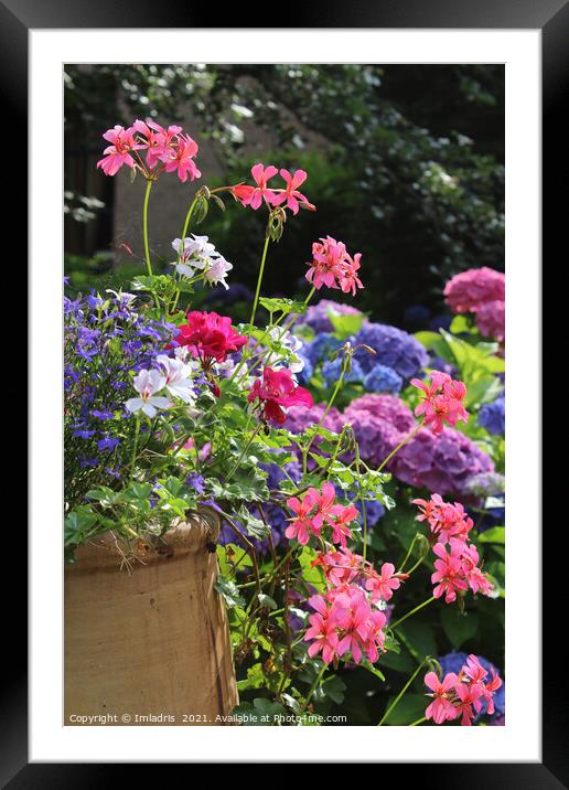 A Pot Full of Geranium Flowers Framed Mounted Print by Imladris 