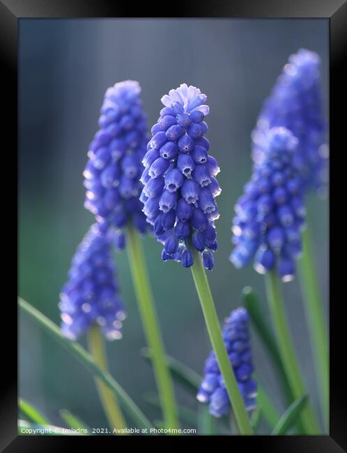 Beautiful Blue Muscari Flowers Framed Print by Imladris 