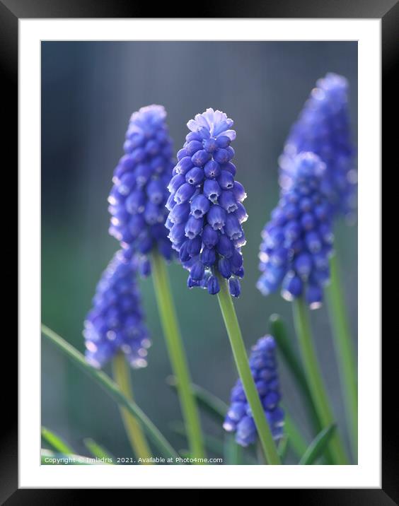 Beautiful Blue Muscari Flowers Framed Mounted Print by Imladris 
