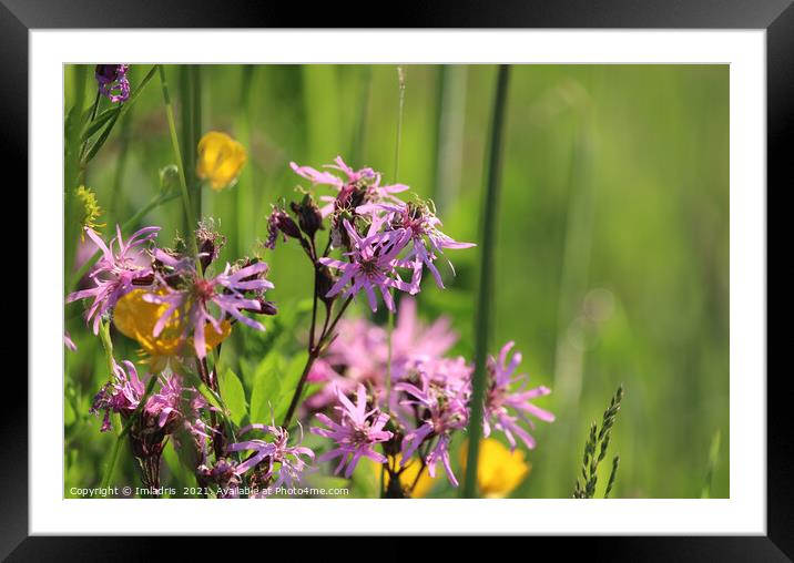 Beautiful Pink Ragged robin flowers Framed Mounted Print by Imladris 
