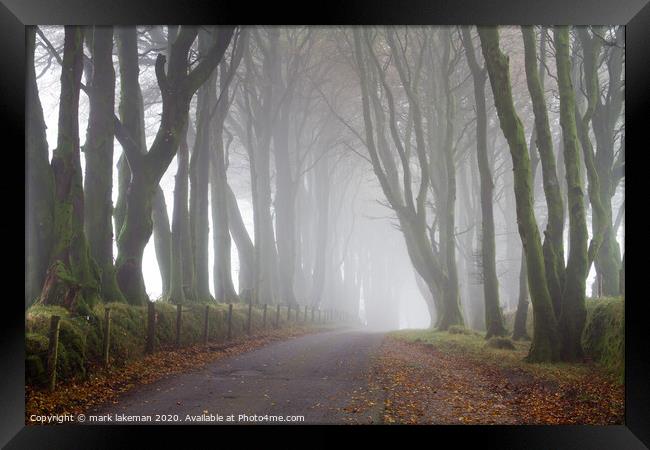 Misty Dartmoor Trees Framed Print by mark lakeman