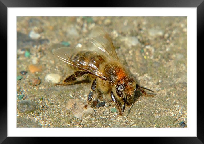 a Bee  Framed Mounted Print by Alberto Komlosi