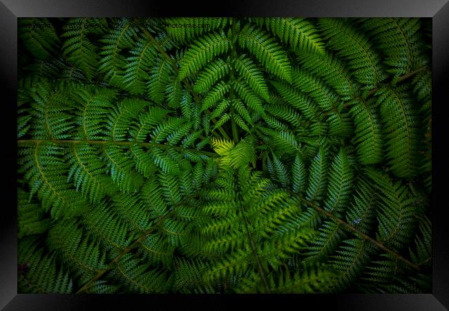 Dark and vibrant green fern leaves spreading out creating swirly natural pattern background. Framed Print by Kristof Bellens