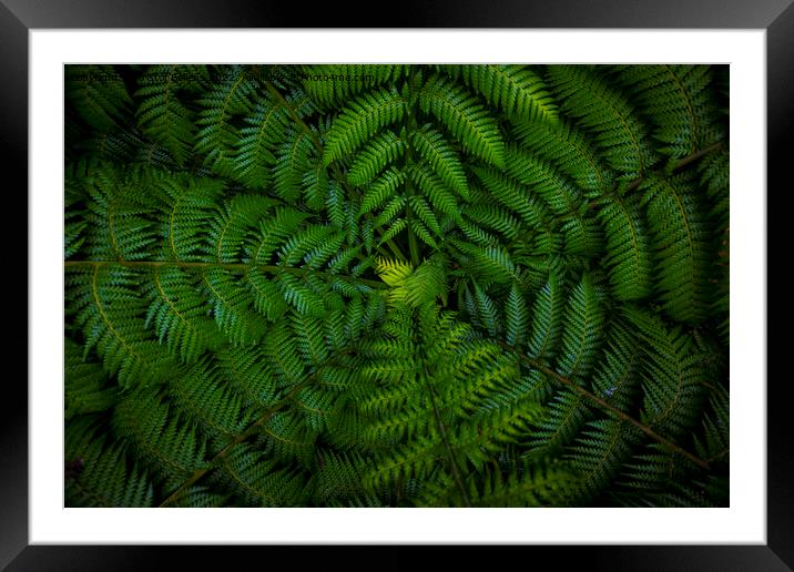 Dark and vibrant green fern leaves spreading out creating swirly natural pattern background. Framed Mounted Print by Kristof Bellens