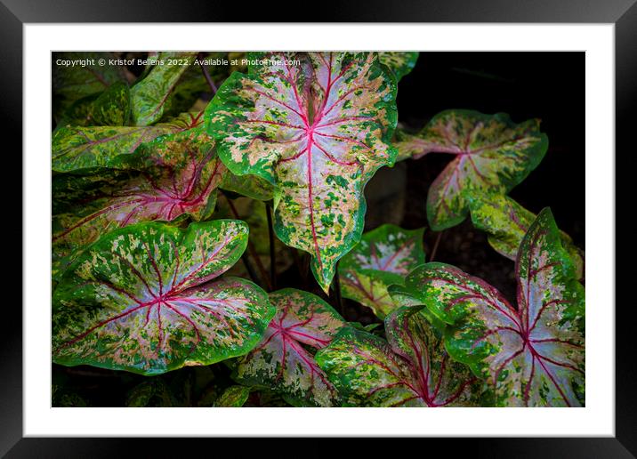 Leaves of colorful caladium, latin name caladium bicolor Framed Mounted Print by Kristof Bellens