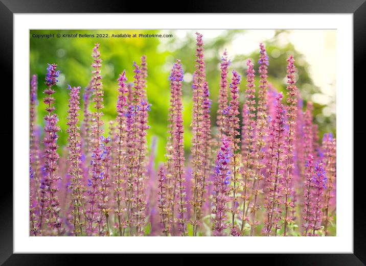Close-up view of steppe sage or latin name Salvia Nemorosa plant in nature. Framed Mounted Print by Kristof Bellens