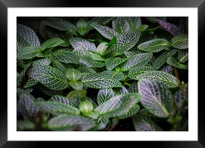 Silver gray peperomia or latin name peperomia griseoargentea in close-up Framed Mounted Print by Kristof Bellens