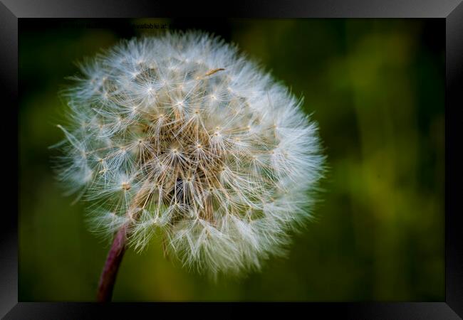 Plant flower dandelion  Framed Print by Kristof Bellens