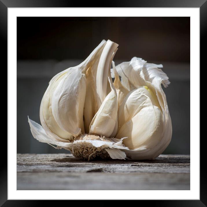 Close-up of Garlic, Allium sativum, used for food flavoring Framed Mounted Print by Kristof Bellens