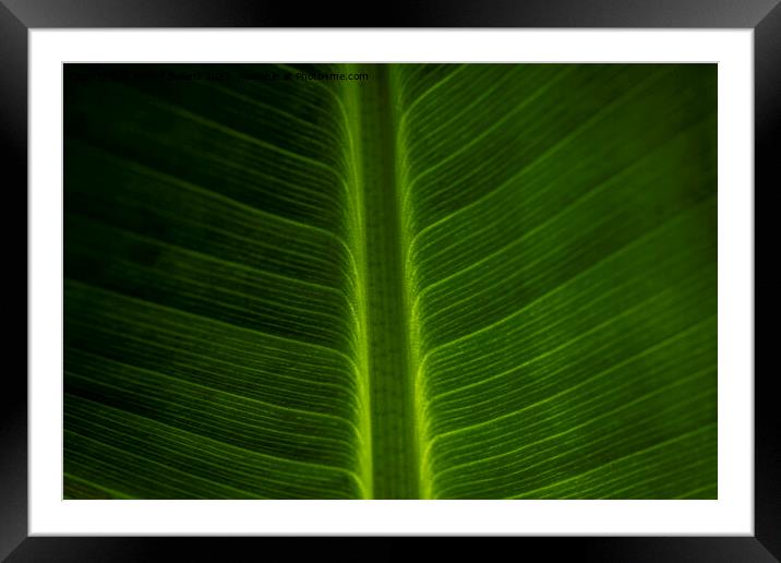 Abstract closeup of green leaf with feather vein pattern Framed Mounted Print by Kristof Bellens