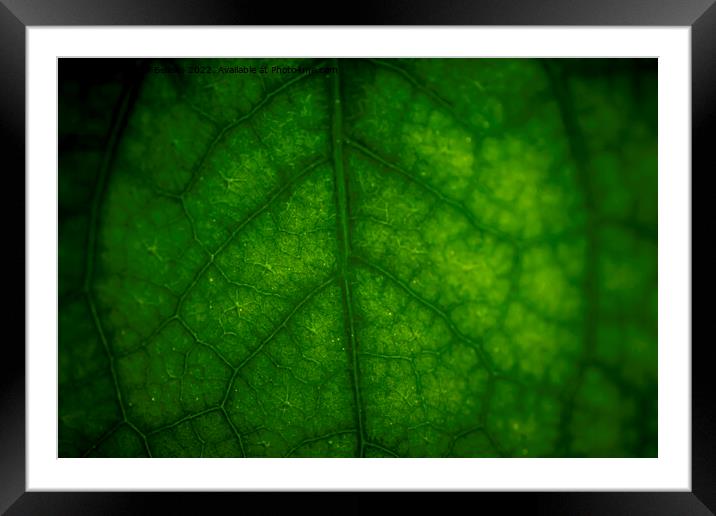 Abstract closeup of green leaf with vein pattern Framed Mounted Print by Kristof Bellens