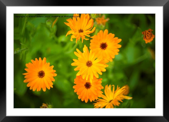 Pot marigold, common marigold, ruddles, Mary's gold or Scotch marigold Framed Mounted Print by Kristof Bellens