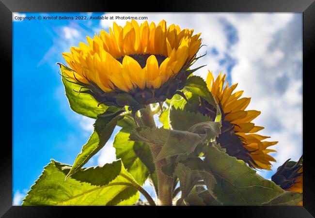 Low angle view in the sunflower field Framed Print by Kristof Bellens