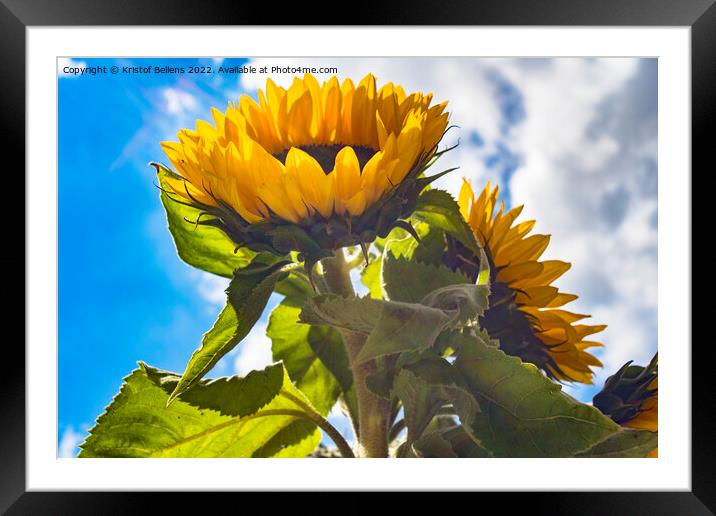 Low angle view in the sunflower field Framed Mounted Print by Kristof Bellens
