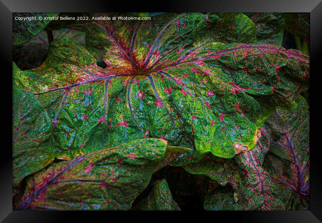 Textured leaf of of colorful caladium, latin name caladium bicolor, also called Heart of Jesus Framed Print by Kristof Bellens