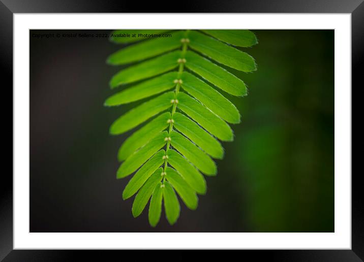 Close-up shot of the leaf of a mimosa pudica, also called sensitive plant, sleepy plant, action plant, touch-me-not or shameplant Framed Mounted Print by Kristof Bellens