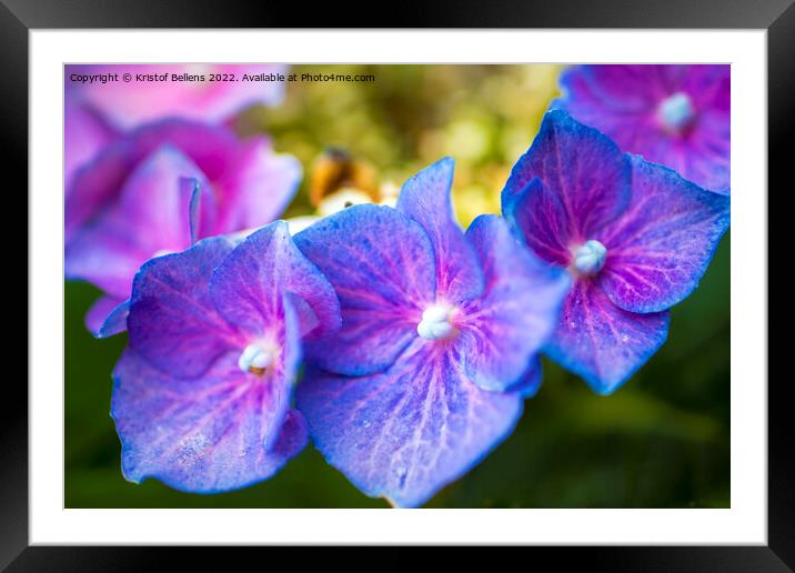 Close-up macro shot of three purple hydrangea or hortensia flowers in a row. Framed Mounted Print by Kristof Bellens