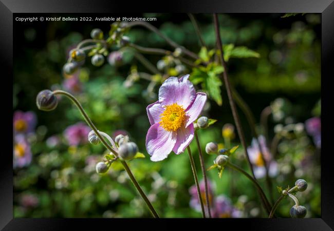 Japanese anemone flower field. Close-up and detail with blurry background. Framed Print by Kristof Bellens