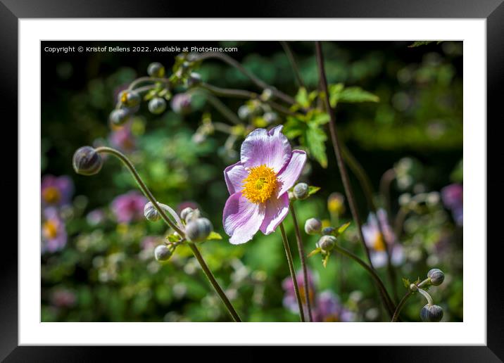 Japanese anemone flower field. Close-up and detail with blurry background. Framed Mounted Print by Kristof Bellens