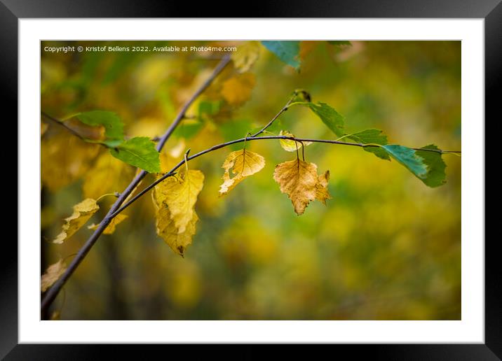 Abstract autumn colored nature shot of a birch twig and leaves. Framed Mounted Print by Kristof Bellens