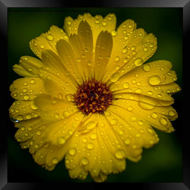 Close-up macro shot of yellow marigold flower with raindrops and green blurry background. Framed Print by Kristof Bellens