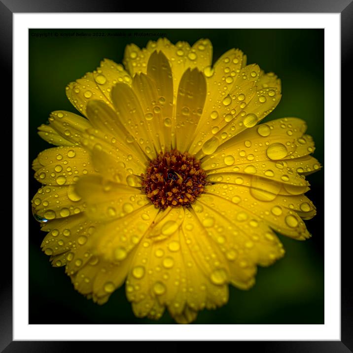 Close-up macro shot of yellow marigold flower with raindrops and green blurry background. Framed Mounted Print by Kristof Bellens