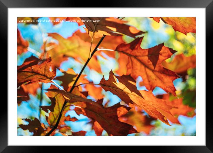 Autumn colors of Northern red oak tree leaves in closeup. Framed Mounted Print by Kristof Bellens
