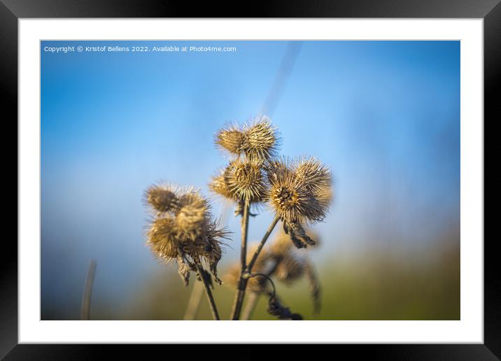 Closeup shot of Common Burdock or Arctium minus during autumn against blue sky Framed Mounted Print by Kristof Bellens