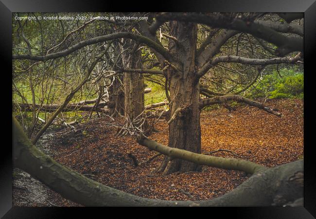 Autumn woodland view at Oude Landen nature park in Ekeren, Belgium Framed Print by Kristof Bellens