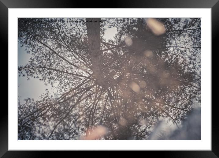 Reflection of a tree in a puddle of water in the pine forest Framed Mounted Print by Kristof Bellens