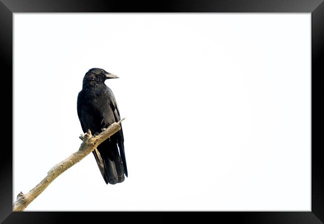 Black crow sitting on a branch of a dead tree. Framed Print by Kristof Bellens