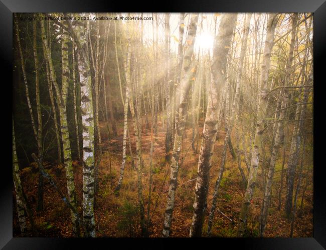 Dense birch tree forest in autumn, sunrays, directly shot at the sun Framed Print by Kristof Bellens