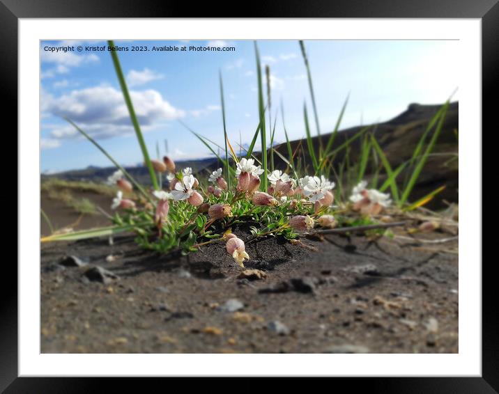 Silene uniflora, commonly known as sea campion, part of the pink family Caryophyllaceae Framed Mounted Print by Kristof Bellens
