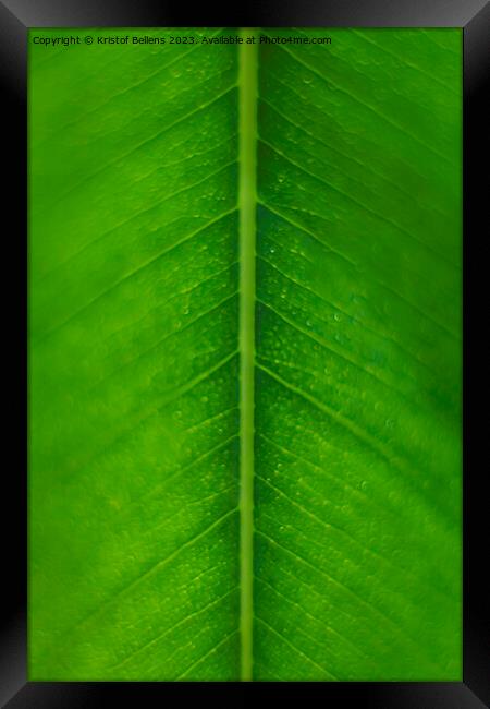 Vertical macro, extreme close-up, shot of a green ficus leaf showing nerves and cells Framed Print by Kristof Bellens