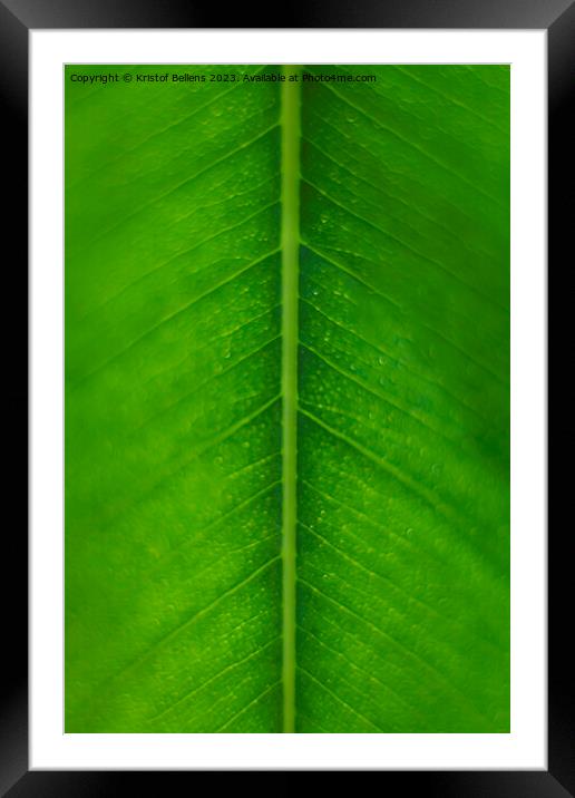 Vertical macro, extreme close-up, shot of a green ficus leaf showing nerves and cells Framed Mounted Print by Kristof Bellens