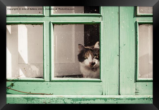 Domestic housecat looking through the glass of a weathered green window Framed Print by Kristof Bellens