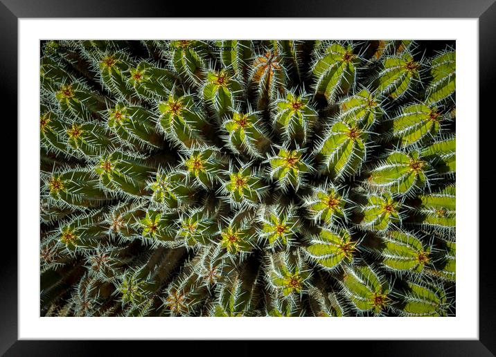 Directly above shot and view on the needles and spikes of plant Euphorbia Echinus Framed Mounted Print by Kristof Bellens