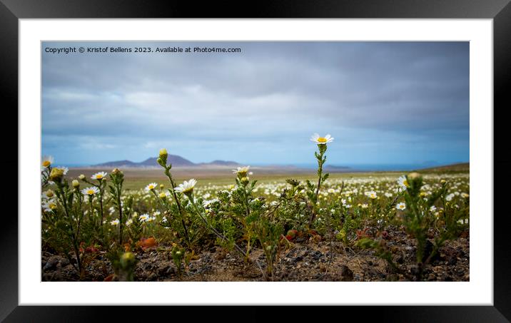 Springtime in Lanzarote, view on daisy flower field on the canary island Framed Mounted Print by Kristof Bellens