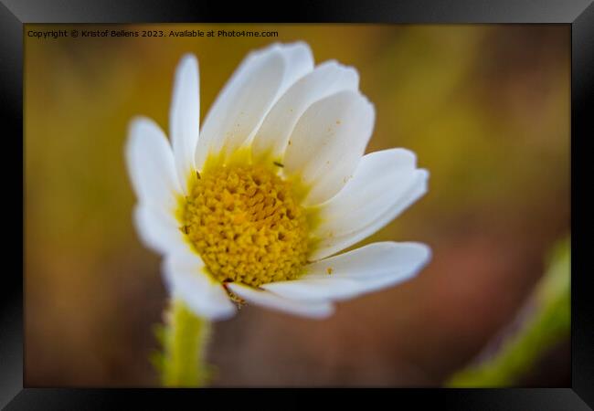 Closeup macro shot of flowering common daisy flower Framed Print by Kristof Bellens